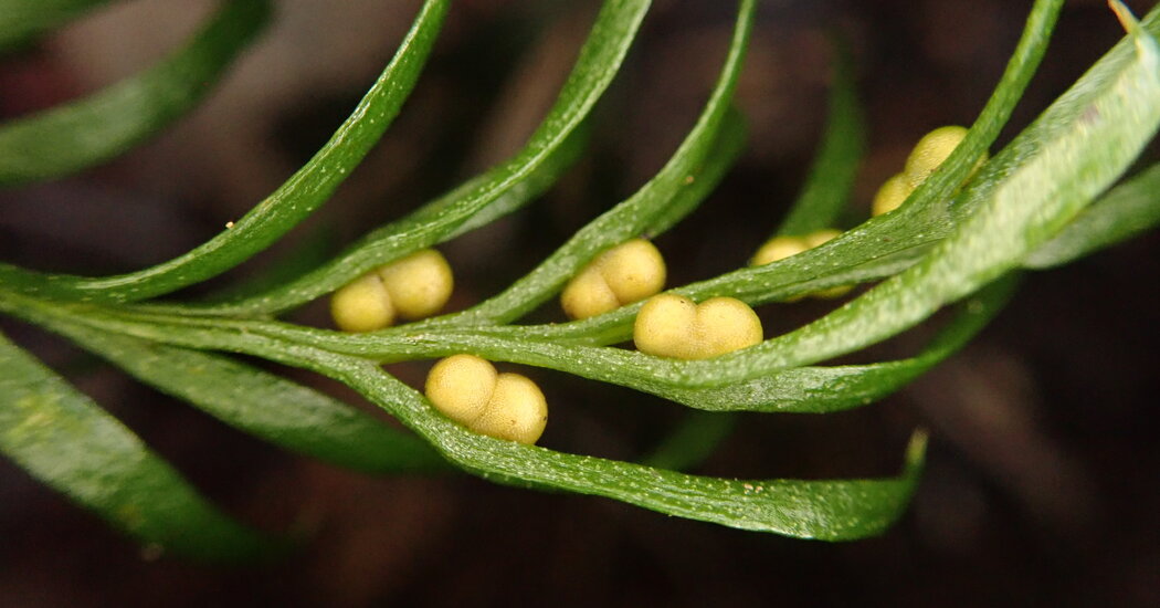 Scientists have found the largest known genome inside a small plant