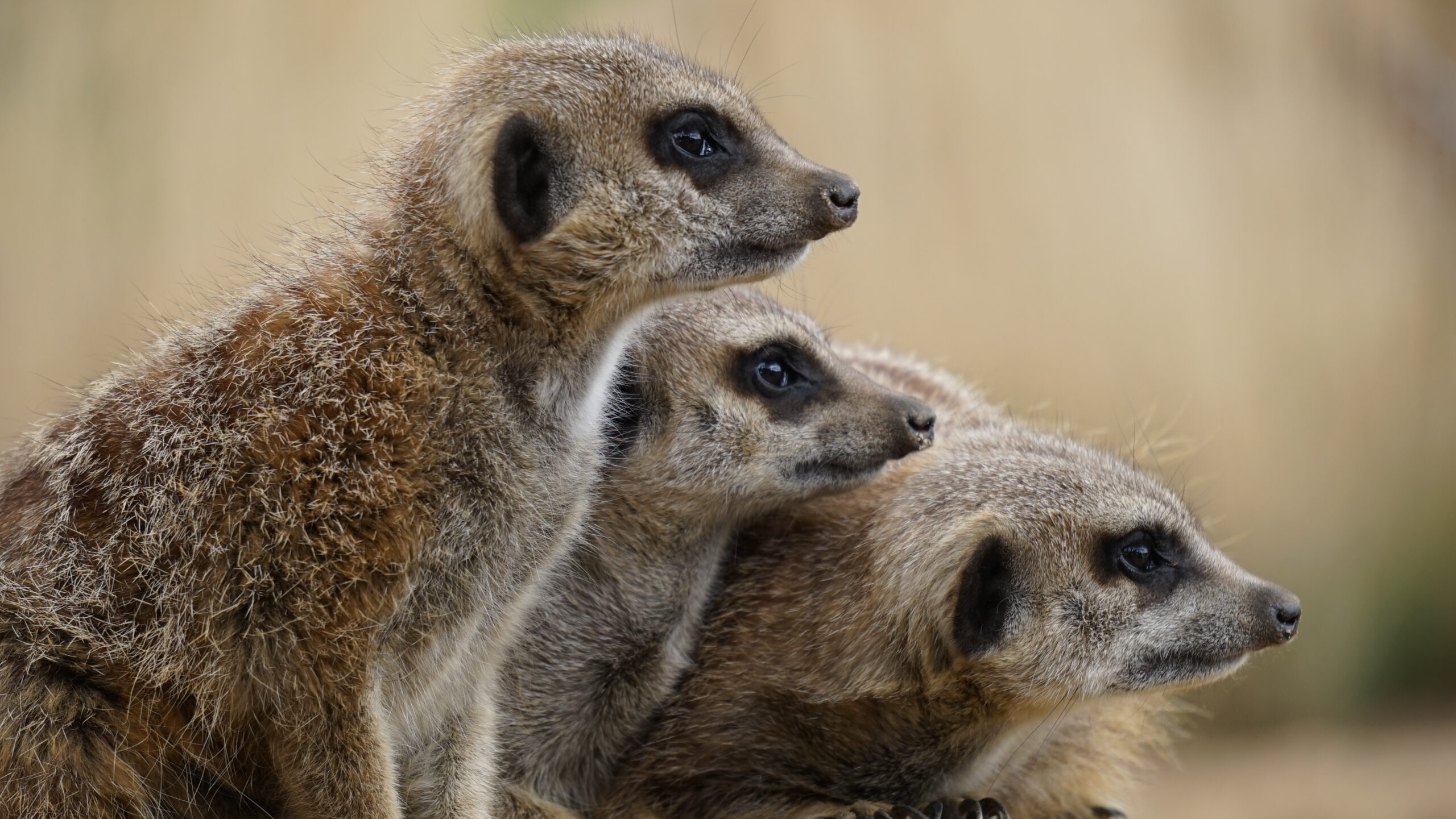 Australia was once home to egg-laying mammals